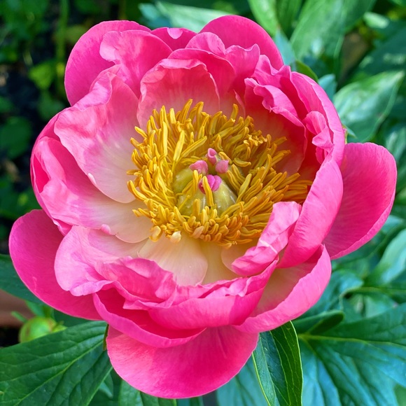 Meet your Posher - Picture 1 of 1